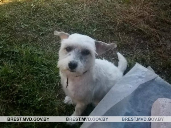 Жительница Барановичей похитила собаку знакомой Жительница Барановичей похитила собаку знакомой