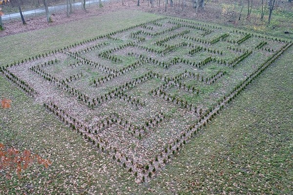 Под Лидой растет уникальный «живой» лабиринт