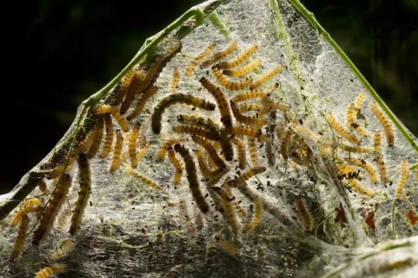 Брестчину атакует опасный вредитель