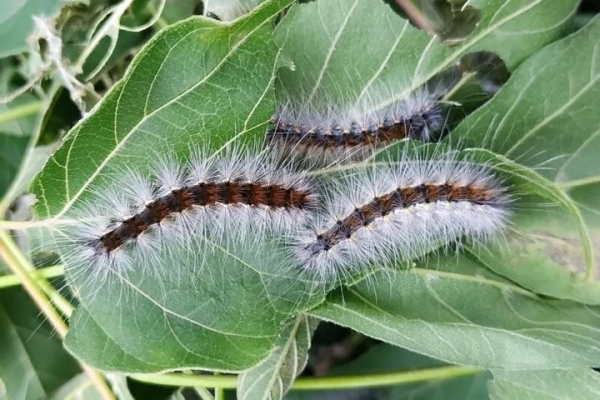 Брестчину атакует опасный вредитель