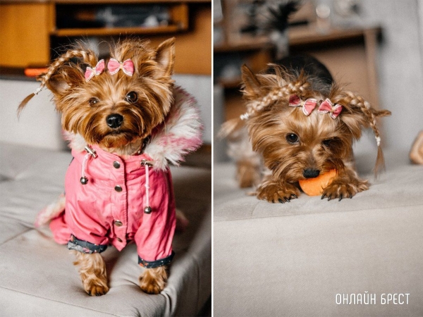 
                Читатели делятся фотографиями своих любимцев
            