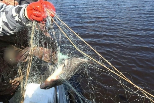 Браконьера из Брестской области задержали на реке Припять с сетью и 17 кг улова