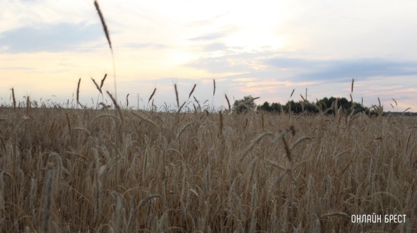 Фигурантами уголовного дела стали агроном и кладовщик, скрывшие порчу 9 тонн зерна в Кобринском районе