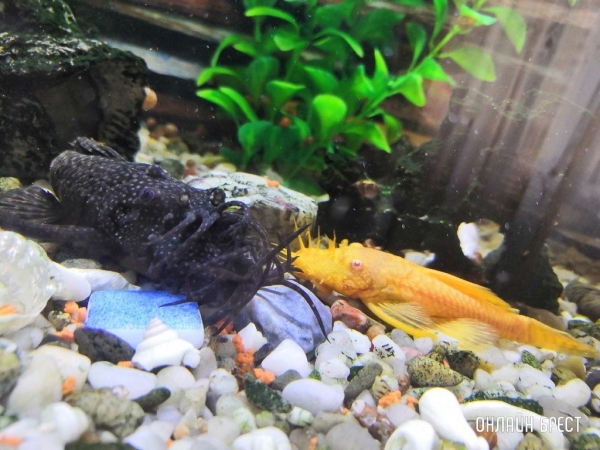 
                Читатели делятся фотографиями своих любимцев
            