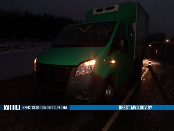 В Брестской области на дороге погибла косуля