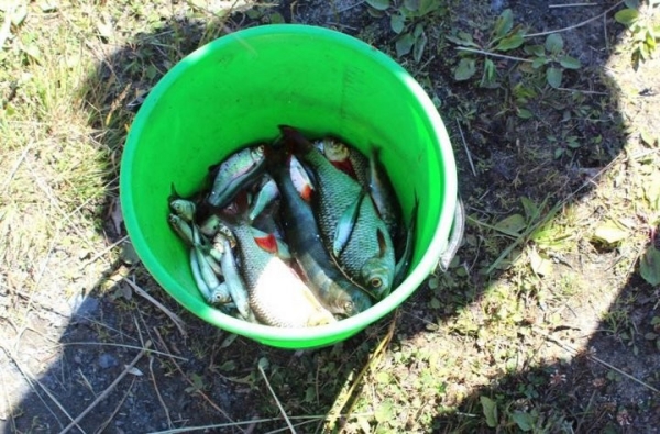 В Пинском районе задержан добывавший рыбу острогой браконьер