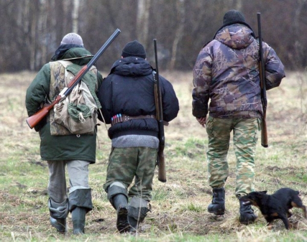 Лось стал жертвой браконьерской охоты в Каменецком районе