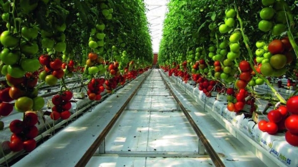 Белорусы поехали на заработки в Норвегию. Сколько заработали?