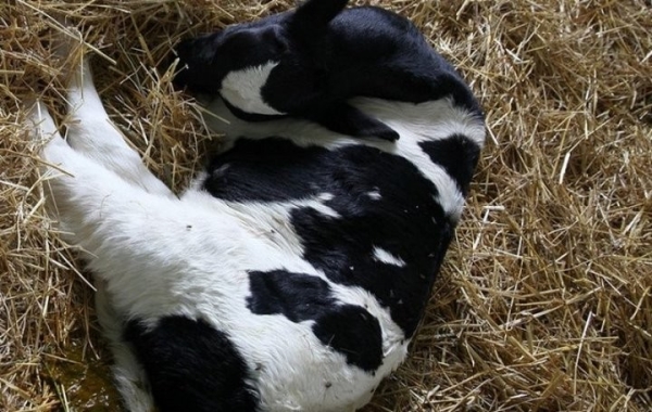 На одном из предприятий Брестчины пропали 226 голов скота. Более 340 тыс. рублей ущерба