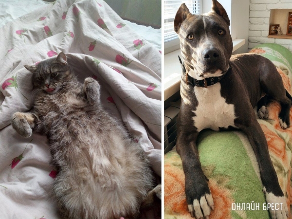 
                Читатели делятся фотографиями своих любимцев
            