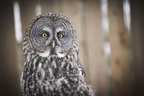 Белорусские аисты полетят зимовать за экватор, а совы останутся в Беларуси