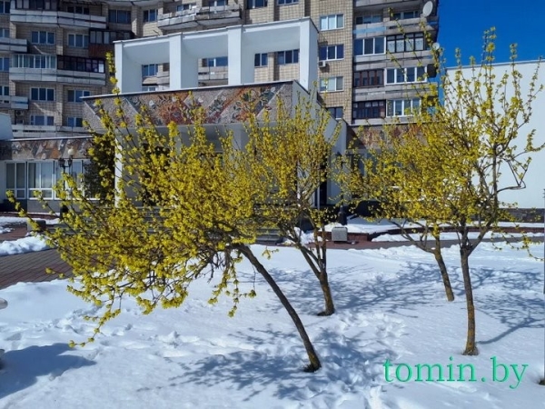 В Бресте расцвела форзиция… на снегу
