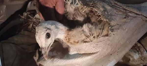 Белорус вез из России в багажнике живых павлинов. На границе возникли проблемы