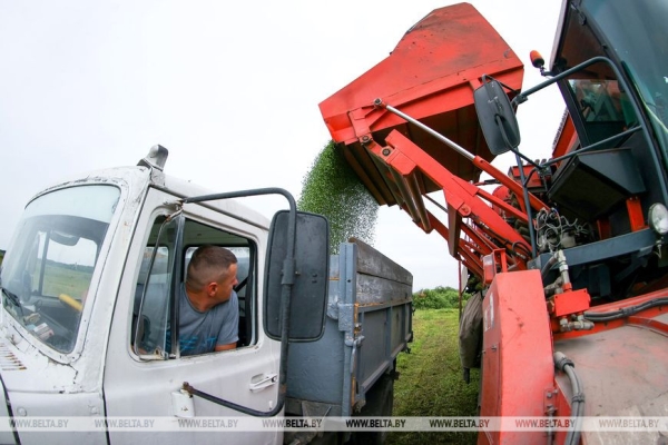 В Столинском районе идет уборка зеленого горошка