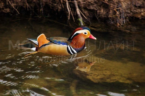 В Беларуси увидели невероятно красивую и редкую утку. Узнали, как она здесь оказалась