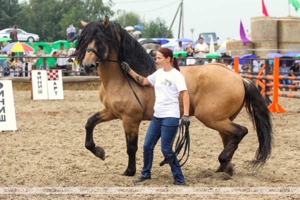 От конефермы к конному парку: в глубинке Полесья восстанавливают национальные породы лошадей