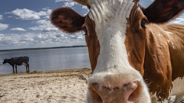 За сокрытие падежа скота в Брестской области с начала года возбуждено более 50 уголовных дел