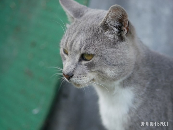 Можно ли завести домашнее животное в общежитии? Можно ли завести домашнее животное в общежитии?