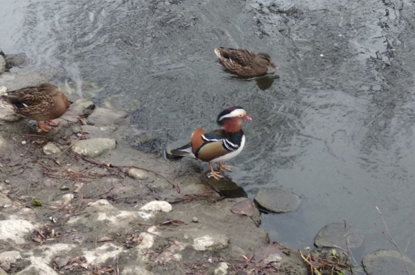 В Беларуси увидели невероятно красивую и редкую утку. Узнали, как она здесь оказалась