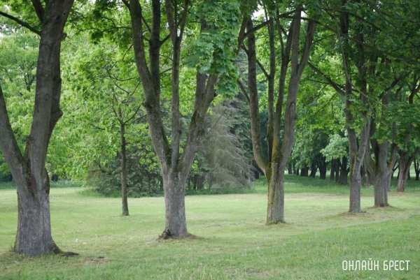 На охрану окружающей среды в Брестской области в 2021 году потратили 90 миллионов рублей